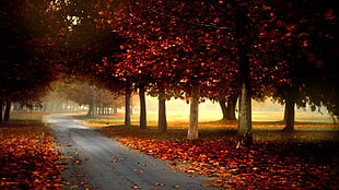 road between red leaf trees during daytime