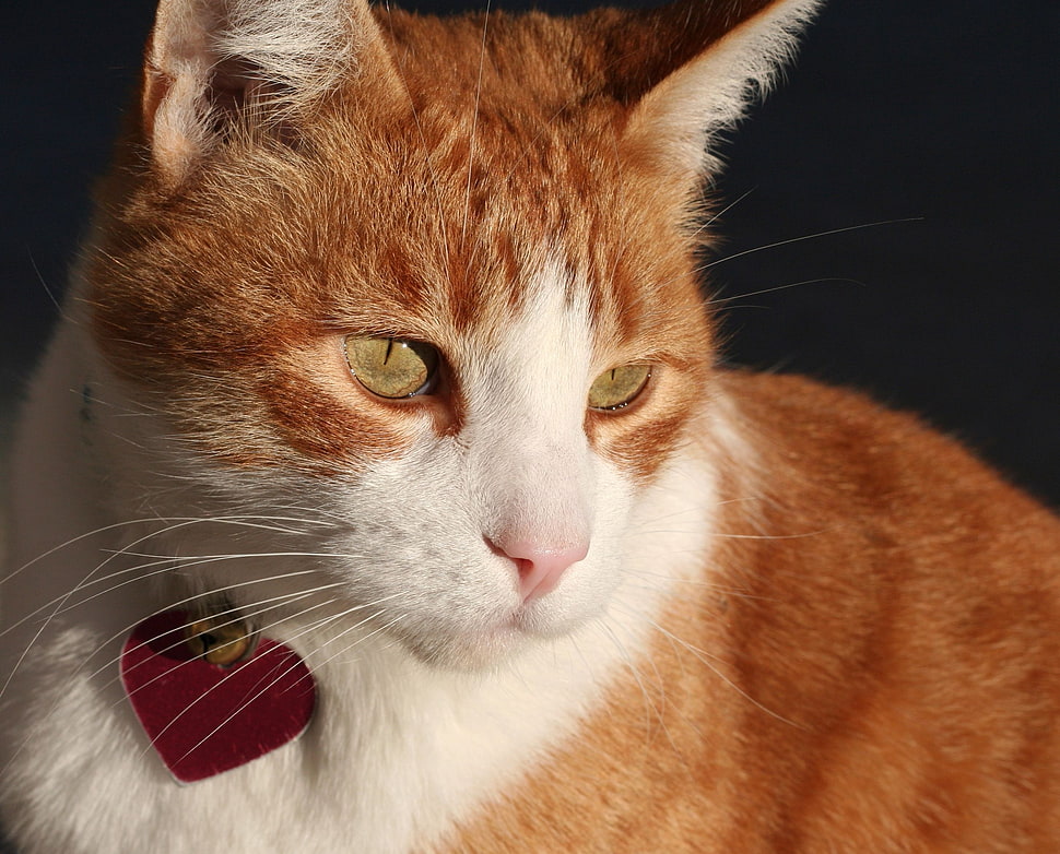 orange and white tabby cat HD wallpaper