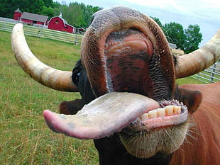 brown and beige cattle, tongues