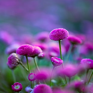 purple Tansy flowers