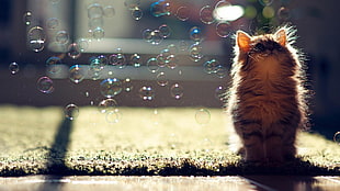 brown tabby cat look at the bubbles