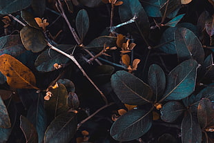 black plants HD wallpaper