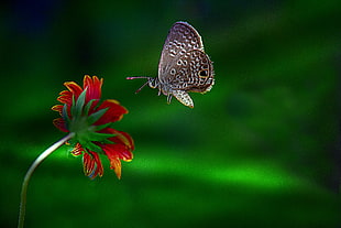 moth above red petaled flower, miami blue, cyclargus HD wallpaper