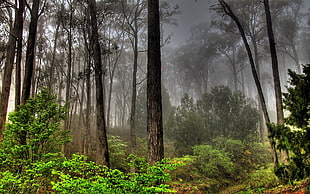 tall trees surrounded by green plants and fogs