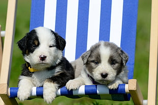two short-coated black-and-white puppies laying on white and blue stripe chair