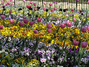 bed of flowers in daytime