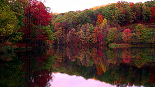 field of green and red trees, forest, lake, fall, reflection