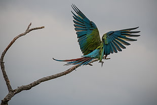 blue Macaw Bird perched on leafless tree branch during daytime, great green macaw