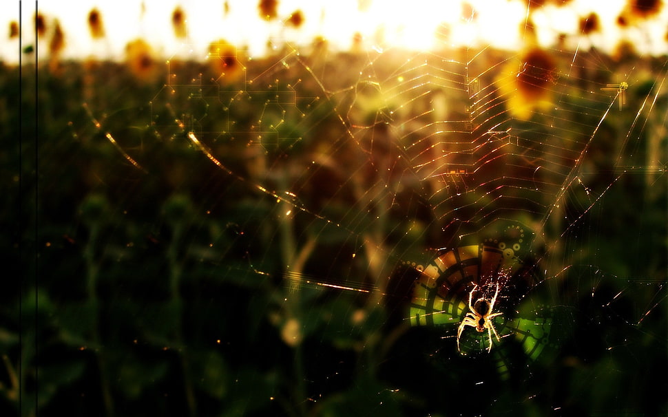 brown spider on spiderweb during daytime HD wallpaper