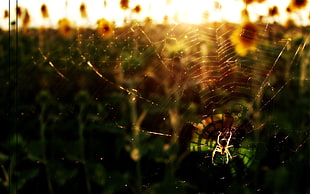 brown spider on spiderweb during daytime