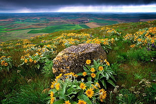 yellow sunflowers, landscape, flowers, field