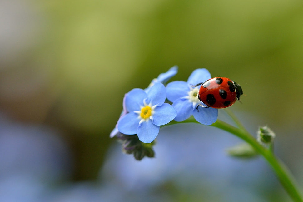 macro photography of red Ladybug beetle perching on blue petaled flower HD wallpaper