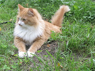 brown and white short-coated cat
