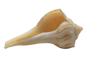 white and brown sea shell