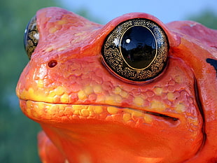 macro shot of tomato frog