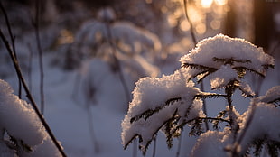 selective focus photography of pine leaves with snow