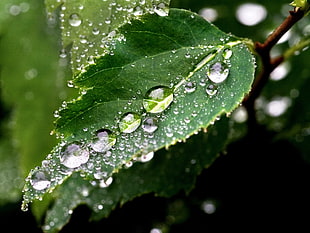 photography of water droplets on green leaf during day time