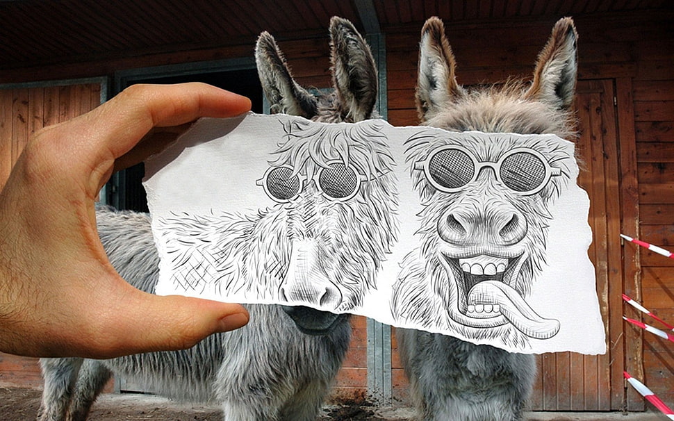 two gray goats, animals, donkey HD wallpaper