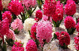 pink, red, and white flowers