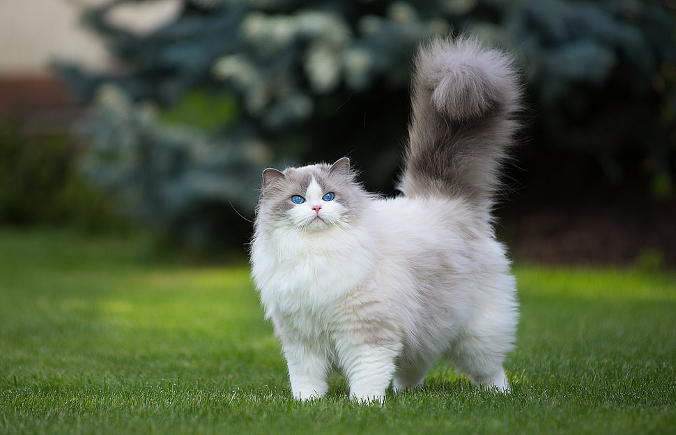 white and gray Persian cat, cat, grass, green, animals HD wallpaper
