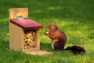 brown squirrel eating beside brown and red wooden nut case