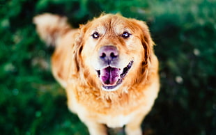 adult brown short-coated dog focus photo graphy