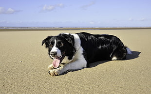 closeup photo of adult black and white Border Collie lying on shoreline during daytime