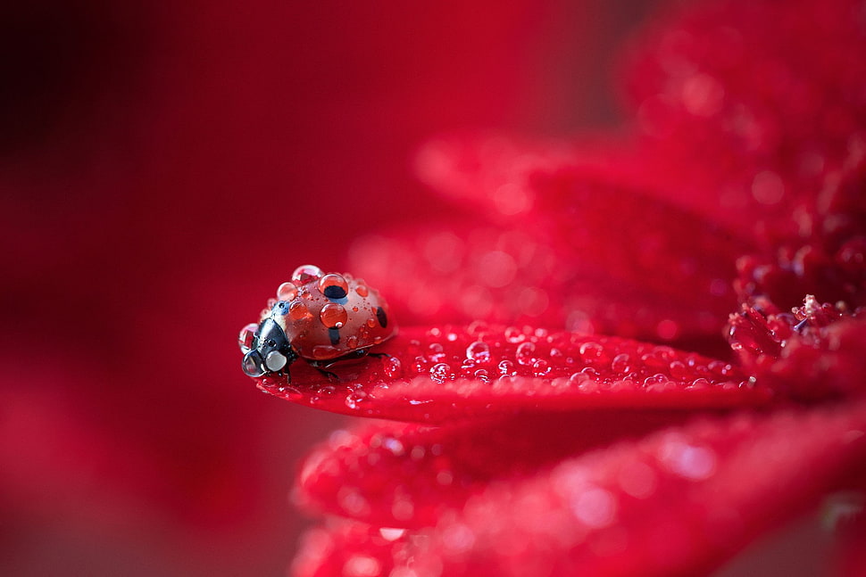 red ladybug, ladybugs, macro, animals, insect HD wallpaper
