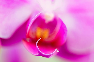 selective focus photo of purple petaled flower, orchid
