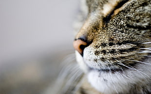 close up photo of cat
