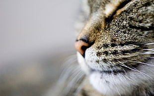 close up photo of cat HD wallpaper