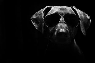 grayscale photo of dog using aviator style sunglasses