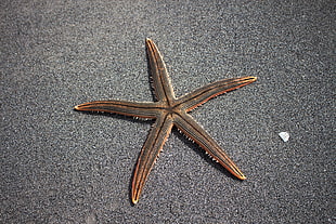 photo of brown star fish