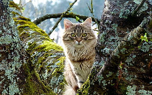 photography of brown Maine Coon cat HD wallpaper