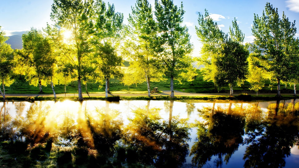green leafed trees, landscape, lake, sunlight, trees HD wallpaper