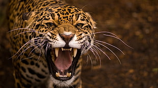 leopard animal HD wallpaper