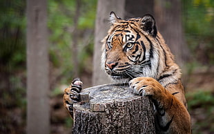 bengal tiger, animals, tiger, nature, depth of field