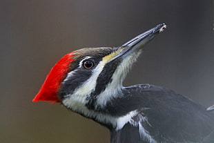 black and white bird, pileated woodpecker