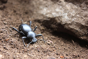 close up photo of black beetle on brown soil