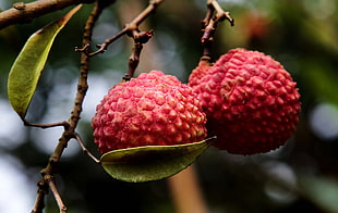 two round red fruits closeup photography