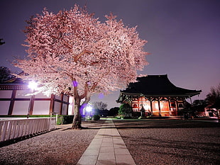cherry blossom tree, nature, Japan, cherry blossom HD wallpaper