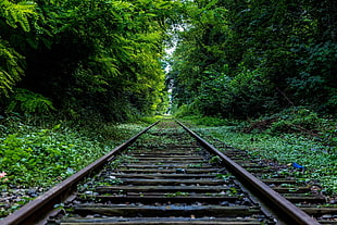gray railway, railway, forest, plants
