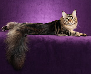 black and brown tabby cat laying on purple suede textile
