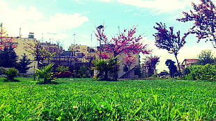green grass lawn, Thessaloniki, Stavroupoli, grass, trees