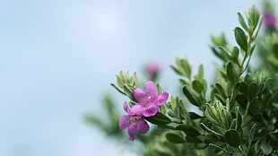 purple flowers, hyperionphotography, photography, flowers, texassagebush
