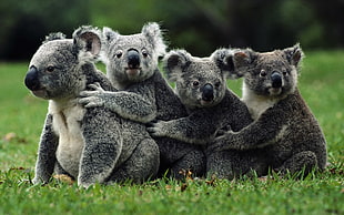 four Koala bears on green grass HD wallpaper