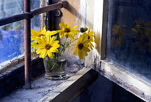 yellow and black petaled flower, window, flowers