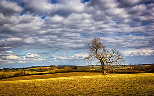 photography of leafless tree under cloudy sky
