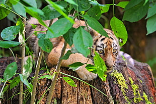 brown and black Tiger cub lying on brown log near green leaves