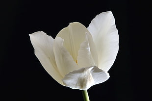 close up photography white flower HD wallpaper
